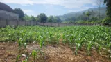 Bán Gấp Đất Nền 570m2 Nam Phương Tiến, Chương Mỹ - Giá 4 Tỷ - Ảnh 1