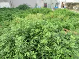 Đất Mặt Tiền Thạnh Lộc 27 Quận 12: 100m2, Giá 5.x Tỷ - Ngang 5m, Sổ Hồng - Ảnh 1