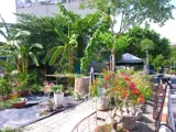 🔥 Giảm 400 Triệu - Đất Nở Hậu Ecotown Nguyễn Văn Bứa - 156m2 - Chỉ 2.x Tỷ - Ảnh 5