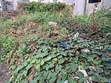 🔥[GIẢM 200TR] Đất HXH Nở Hậu Thạnh Lộc 22, Q12 - 81m² Giá Tốt - Ảnh 2