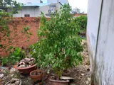 Đất Nở Hậu Nguyễn Thị Búp, Quận 12 - 72m2, Giá 3.2 Tỷ (TL) - Ảnh 1