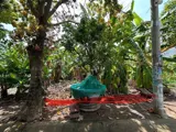 Bán Đất Quận 9 Giá Tốt - Vị Trí Đẹp, Pháp Lý Rõ Ràng - 0932399391 - Ảnh 4