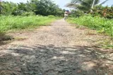 Đất Đẹp - Giá Rẻ - Hạ Giá Bán Nhanh 14 Công Tại Giá Gai,Bạc Liêu - Ảnh 2