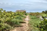 Đất Đẹp - Giá Rẻ - Hạ Giá Bán Nhanh 14 Công Tại Giá Gai,Bạc Liêu - Ảnh 3