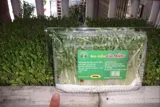 Cần Sang Lại Mô Hình Trồng Rau Mầm Hữu Cơ Tại Hòa Khánh, Đà Nẵng - Ảnh 1