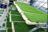 Cần Sang Lại Mô Hình Trồng Rau Mầm Hữu Cơ Tại Hòa Khánh, Đà Nẵng - Ảnh 2