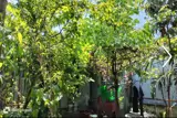 Nhà Cấp 4 Mặt Tiền Đường Mỹ Thị . Dt:150m , Ngang 5M Nở Hậu - ảnh 2