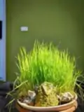 Đòng Garden: Homestay Hà Nội Yên Bình, Hiện Đại, Gần Lăng Bác - ảnh 9