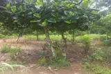  Bán Gấp Lô Đất Giá Chỉ 290 Triệu - Ảnh 2