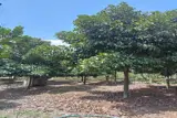 1.9 Mẫu 300Tc 395M Mt Đường Bê Tông Có Nhà Vườn Trái Cây View Suối - ảnh 2