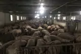 Trang Trại Chăn Nuôi Heo Qui Mô Lớn 10 Hécta - Ảnh 2