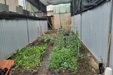 Đất Đẹp - Giá Tốt Bán Đất Phường Tân Tạo, Q. Bình Tân (Sau Chùa Long Thạnh, 5 X 17M, Đường Nhựa 6M) - Ảnh 5