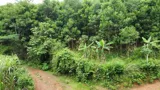 Đất Dân Cần Bán 50Ha Đất Rsx F0 Tại Cao Phong , Hòa Bình Cũ ,Nay Thuộc Phú Thọ - Ảnh 3