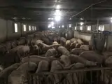 Trang Trại Chăn Nuôi Heo Qui Mô Lớn 10 Hécta Giá 155 Tỷ  Giá Cả Thương Lượng Với Khách Hàng Có Nhu - Ảnh 2