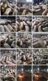 Trang Trại Chăn Nuôi Heo Qui Mô Lớn 10 Hécta Giá 155 Tỷ  Giá Cả Thương Lượng Với Khách Hàng Có Nhu - Ảnh 3