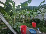 Đất Đê Vàng Phúc Lợi 106 M2 Mặt Tiền  6.5M 11 Tỷ Long Biên Hà Nội.ô Tô Vào Đất - Ảnh 3