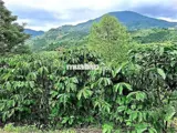 Đất Đẹp  - Giá Đầu Tư –Chính Chủ  Cần Bán  Lô Đất  Tại Thôn 10, Xã Lộc Nam, Bảo Lâm, Lâm Đồng - Ảnh 3