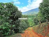 Đất Đẹp  - Giá Đầu Tư –Chính Chủ  Cần Bán  Lô Đất  Tại Thôn 10, Xã Lộc Nam, Bảo Lâm, Lâm Đồng - Ảnh 4