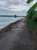 Bán Đất Ruộng Khu Vực Phi Thông – Rạch Giá – Kiên Giang - Ảnh 2