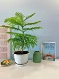   - Hàng Hiếm ‼ Bán Căn Góc 2 Phòng Ngủ Với View Sân Vườn Tại Tp Biển Nha - ảnh 4