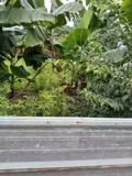 Bán Gấp Đất Thổ Cư Hà Huy Giáp, Thạnh Lộc, Quận 12: 120M2, Sổ Hồng Riêng, Giá Chỉ Nhỉnh 5Tỷ - Vị - Ảnh 1