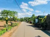 1000M . Có 80 Thổ Cư . Ngang 11 Sâu 83 2Mt Trước Sau - ảnh 2