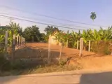 Diên An Ngang 9M Gần Như Full Thổ Cư Mặt Tiền Đường Bà Đội Đường Đẹp Dân Đôngchủ Cần Bán Lô Đất - ảnh 2