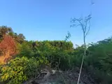 Chính Chủ Gửi Bán Đất Ngay Mỹ Thuận-Long Mỹ-Bà Rịa (Phước Hải Long Đất Mới,Gần Trường Cấp 3 Dương - Ảnh 3
