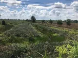 Đất Đẹp- Giá Tốt Cần Bán Nhanh Lô Đất Mặt Tiền Vị Trí Đắc Địa Tại Huyện Tân Phước, Tỉnh Tiền Giang - Ảnh 2