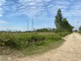 Chủ Chuyển Việc – Bán Gấp Trang Trại Dòng Tiền Siêu Tốt Tại Đông Phú , Đông Sơn, Thanh Hóa - Ảnh 3