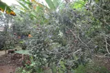 Bán Đất Tặng Nhà Chính Chủ - Mặt Tiền Đường Ql57, Xã Tân Hội, Huyện Mỏ Cày Nam, Bến Tre - Ảnh 5