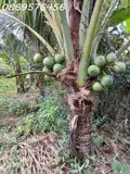 Đất Vườn Cần Bán Tại Khánh Hoà - ảnh 1