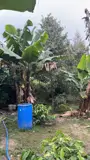 Cần Tiền Chữa Bệnh Cho Mẹ Bán Gấp Đất Tại Xã Hòa Nam, Di Linh, Lâm Đồng - Ảnh 3