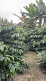 Cần Tiền Chữa Bệnh Cho Mẹ Bán Gấp Đất Tại Xã Hòa Nam, Di Linh, Lâm Đồng - Ảnh 4