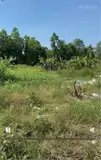 Cần Cho Thuê Lô Đất Nông Nghiệp Để Trồng Trọt, Chăn Nuôi Tại Xã Phạm Văn Hai, Bình Chánh, Hcm - Ảnh 1