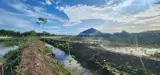 Gia Đình Chuyển Về Sài Gòn Sinh Sống, Không Người Trông Coi, Cần Bán Thửa Ruộng - Ảnh 2