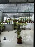 ► Ngay Cầu Rồng Sát Mt Hà Thị Thân,80M2, 3 Mê Cực Xịn, Giảm 2 Tỷ Bán Nhanh - Ảnh 2