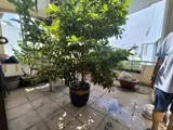 Chuẩn Bị Ra Nước Ngoài Sống Rồi Bán Nhanh Cái Nhà 3 Tầng Âu Cơ - P.10 - Tân Bình - Ảnh 4