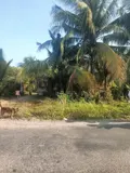 Nhà Vườn Đẹp – Giá Tốt –Chính Chủ Cần Bán Nhà Vườn Đường Võ Văn Tần,Tân Hải, Tx. La Gi, Bình Thuận - Ảnh 5