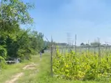 5.000M² Nhuận Đức – Full Thổ Cư – Xưởng + 20 Phòng Trọ Tặng Không - ảnh 2