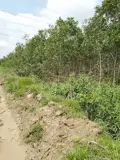 Bán Đất Nông Nghiệp Diện Tích Lớn Gần 10Ha Tại Tân Lập – Hàm Thuận Nam - Ảnh 1