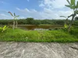 Bán 15000M2 Đất Nông Nghiệp Có Sẵn Nhà Phù Hợp Nghỉ Dưỡng Xã Khánh An, U Minh, Cà Mau - Ảnh 3