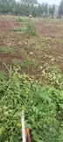 Chính Chủ Bán Lô Đất Đẹp Tại Xã Bình Sơn , Huyện Phú Riềng T. Bình Phước - Ảnh 4