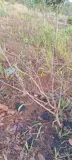 Đất Đẹp – Giá Tốt–chính Chủ Cần Bán Đất Vườn Thôn Quảng Bình, Xã Nghĩa Thắng, Đăk R Lấp , Đăk Nông - Ảnh 2