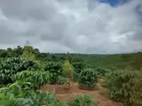 Đất Đẹp - Giá Tốt - Cần Bán Nhanh Lô Đất Nông Nghiệp Ngay Quốc Lộ 20 Tại Di Linh, Lâm Đồng - Ảnh 1