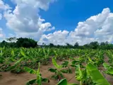 Cơ Hội Đầu Tư Siêu Hấp Dẫn - Cần Bán Gấp Đất – Giá Ngộp Hiếm Có Tại Sông Ray, Cẩm Mỹ - Ảnh 4