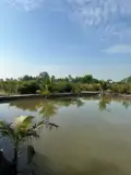 Siêu Phẩm Đầu Tư - Đất Vườn 1Ha - 2.000 Cây Mai - Lợi Nhuận Hấp Dẫn Xã Tân Thành, Thủ Thừa, Long An - Ảnh 3