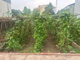 Đắc Sở 45M Ô Tô Vào Đất - Sát Vành Đai 4 - Ảnh 3