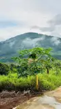 Chủ Cắt Lỗ Bán Gấp Lô Đất Đông Thanh Lâm Hà Lâm Đồng - Ảnh 1