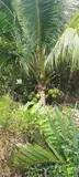Đầu Tư Sinh Lời - Chính Chủ Bán Lô Đất Giá Rẻ Xã Tân Phú Tây, Mỏ Cày Bắc, Bến Tre - Ảnh 3